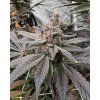 71898 solfire gardens gasserole feminized