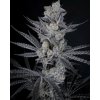 71901 solfire gardens diamond in the black feminized
