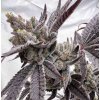 71907 solfire gardens smile now cry later feminized