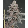 71910 solfire gardens sinferno feminized