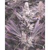 71919 solfire gardens lil sumpin sumpin feminized