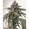 71928 solfire gardens g ride feminized