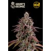 Seedstockers Grannys Home, feminized, (Balení 1 ks)