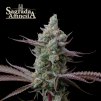 Seedstockers Sagrada Amnesia, feminized, (Balení 5 ks)