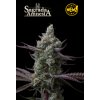 Seedstockers Sagrada Amnesia, feminized, (Balení 3 ks)