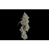 72003 happy valley pineapple diesel auto autoflowering feminized