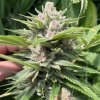 72171 big mike s genetics durban trop cherries feminized