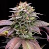 72174 big mike s genetics blue knuckle punch feminized