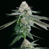 72180 big mike s genetics gelato beltz 41 feminized