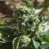 72306 delicious seeds il diavolo auto autoflowering feminized