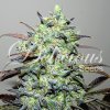 Delicious Seeds, Eleven Roses, feminized (Balení 5 ks)