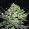 Delicious Seeds, Eleven Roses, feminized (Balení 1 ks)