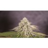 72711 delicious seeds bay burger feminized