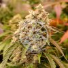 72723 delicious seeds sunday punch feminized