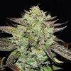 72735 delicious seeds purple mango kush feminized