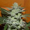 72747 delicious seeds unknown kush feminized