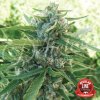 Delicious Seeds, Sugar Black Rose, feminized (Balení 10 ks)