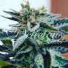 Delicious Seeds, Sugar Black Rose, feminized (Balení 5 ks)