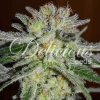 72783 delicious seeds northern light blue feminized
