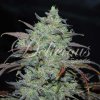 72795 delicious seeds marmalate feminized