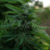 72807 delicious seeds lord kush feminized