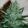 72819 delicious seeds fruity chronic juice feminized