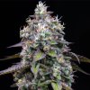 Barney´s Farm Zoap, feminized (Balení 10 ks)