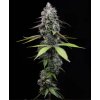 Barney´s Farm Zoap, feminized (Balení 10 ks)