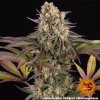 Barney´s Farm Limoncello, feminized (Balení 5 ks)