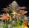 Barney´s Farm Limoncello, feminized (Balení 3 ks)