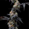 Barney´s Farm Rainbow Sherbet, feminized (Balení 10 ks)