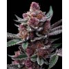 Barney´s Farm Cherry Poppers, feminized (Balení 3 ks)
