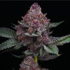 Barney´s Farm Cherry Poppers, feminized (Balení 3 ks)