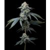 Barney´s Farm Jealousy, feminized (Balení 3 ks)