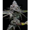 Barney´s Farm Apple Fritter, feminized (Balení 5 ks)