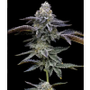 72948 barney s farm blue dream feminized