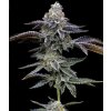 Barney´s Farm Blue Dream, feminized (Balení 5 ks)