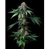 Barney´s Farm Mendo Breath, feminized (Balení 3 ks)