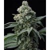 Barney´s Farm Bruce Banner, feminized (Balení 3 ks)