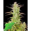 73056 fast buds z up auto feminized autoflowering