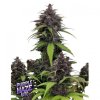 73098 fast buds purple haze auto feminized autoflowering