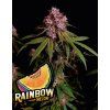 73110 fast buds rainbow melon feminized