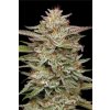73356 humboldt seed company banana og feminized