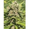 73365 humboldt seed company banana melt feminized