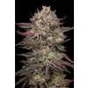 73374 humboldt seed company chicken n wafflez feminized