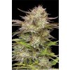 73383 humboldt seed company california haze feminized