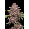 73392 humboldt seed company purpz feminized