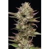 73401 humboldt seed company moonfog feminized