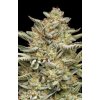 73410 humboldt seed company og triploid auto autoflowering feminized