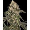 Sensi Seeds Sunset Peach, feminized (Balení 5 ks, počet ks 5 ks)